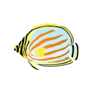 Ornate Butterfly Fish